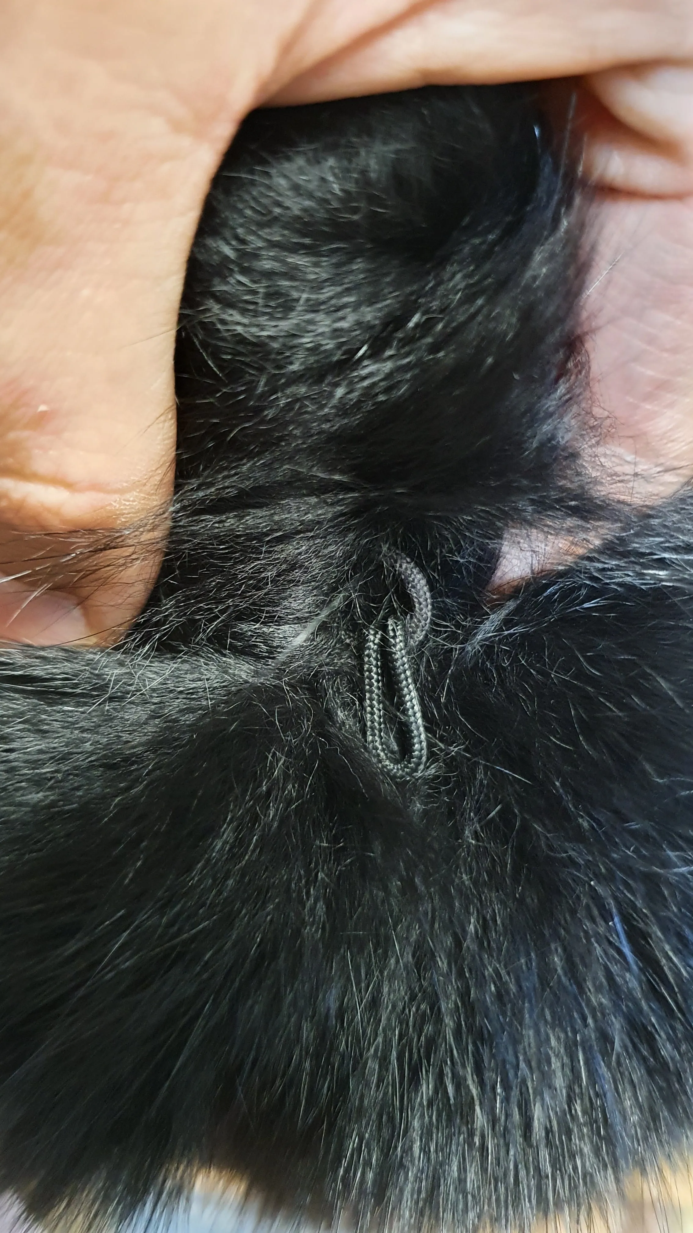 Black polar fox collar