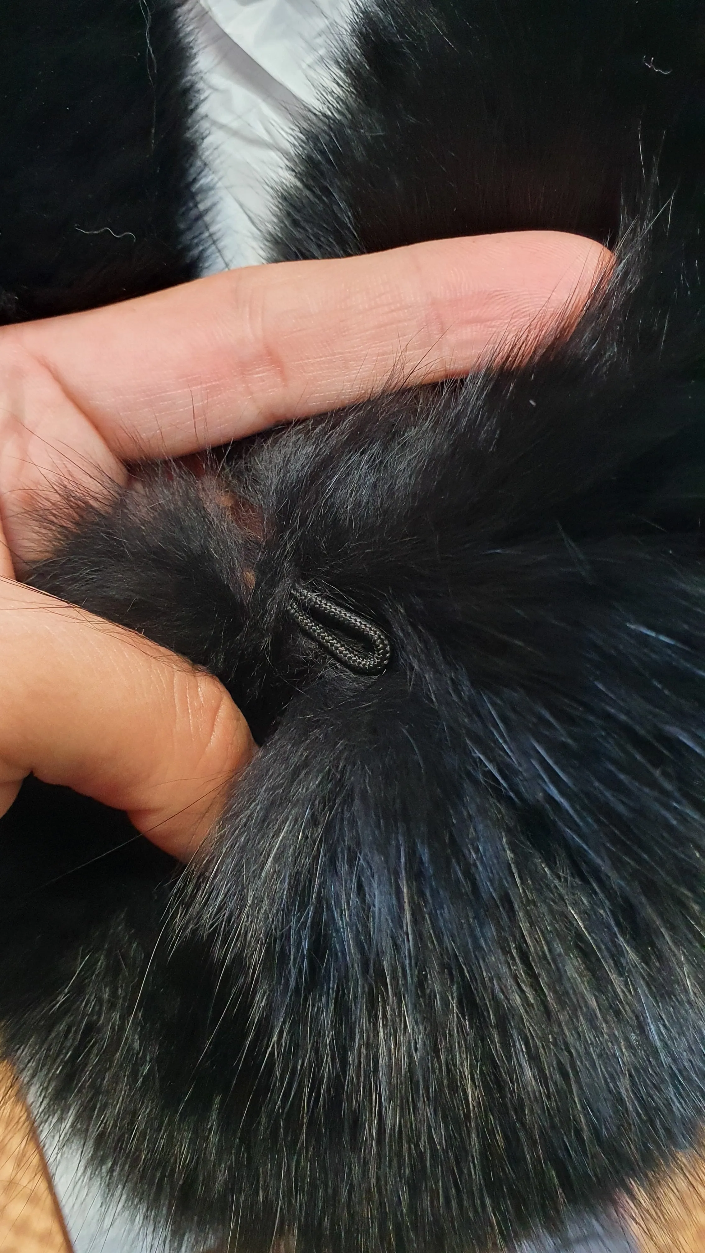 Black polar fox collar