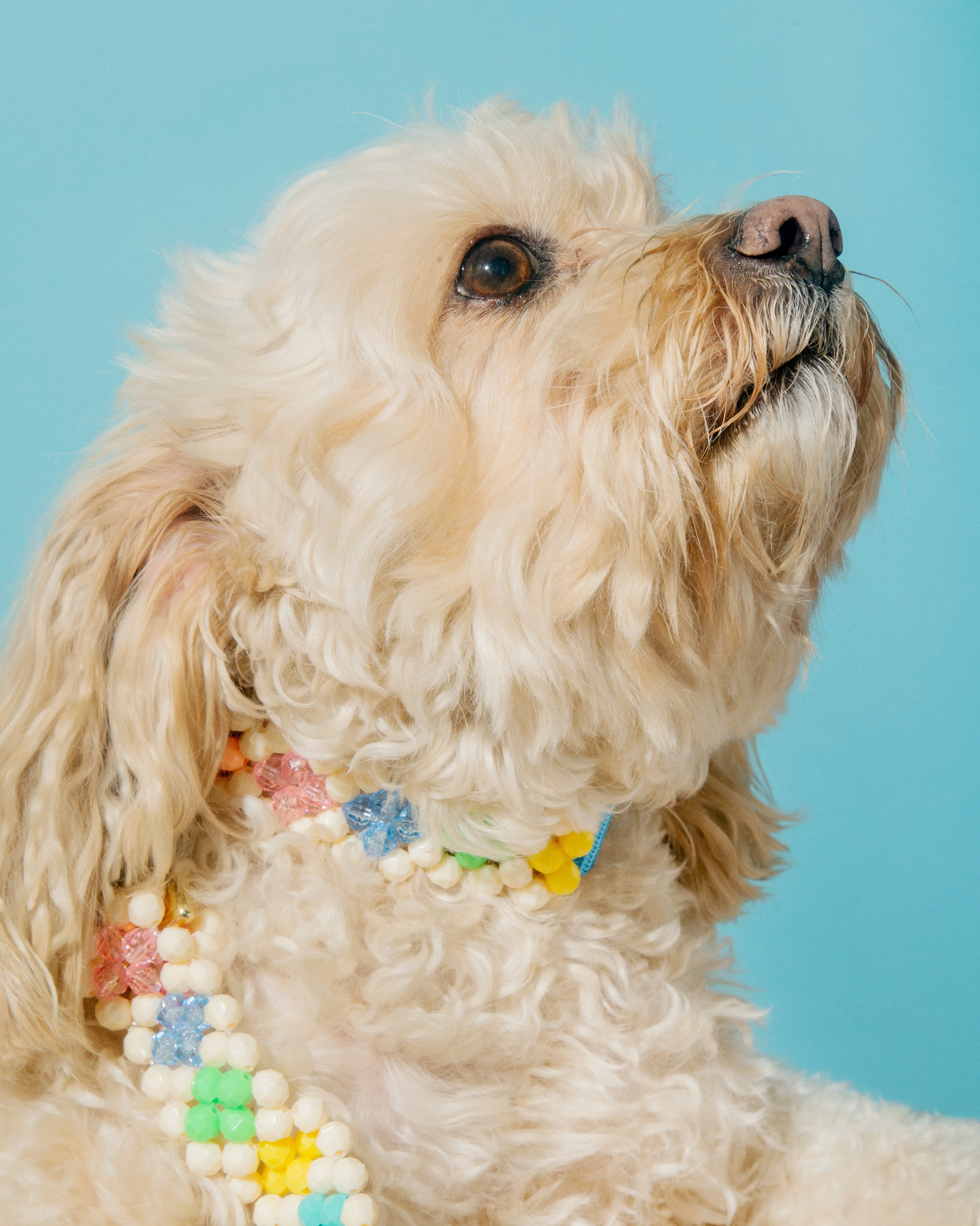Broadway Dog Collar and Leash